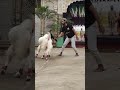World S Most Beautiful Goat Sundar Kota Bakra Share Shorts Trending Viral Goats Bakra World S Most Beautiful Goat Sundar Kota Bakra Share Shorts Trending Viral Goats Bakra