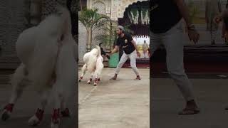 Worlds Most Beautiful Goat - Sundar Kota Bakra -