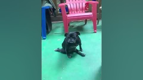 YO PERREO SOLA REMIX BAD BUNNY FT CRAZY POINT,EL EDUA, CROMO