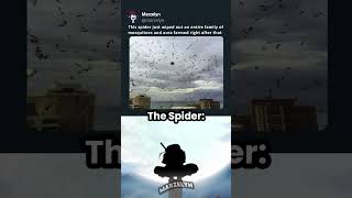 That s Why You Shouldn t Kill Spiders