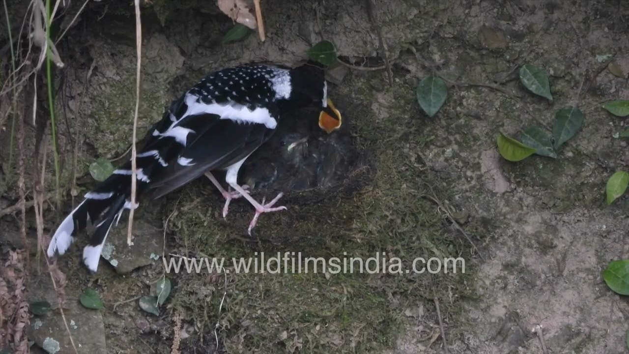 Spotted Forktail bird caring for its young in serene nesting moments