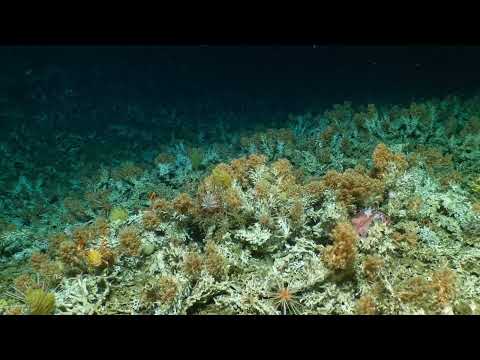 Galápagos Deep-water Coral Reef