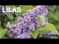 Tout savoir sur les lilas arbustes faciles avec les bons conseils pratiques de patrick et roland