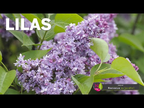 Vidéo: Arbustes d'ornement : lilas blanc