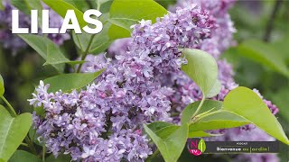 TOUT SAVOIR SUR LES LILAS, ARBUSTES FACILES, AVEC LES BONS CONSEILS PRATIQUES DE PATRICK ET ROLAND