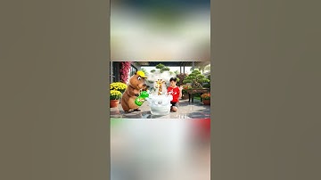 Capybara cùng anh giúp bà tắm Girafino cappuchino và cái kết #capybara