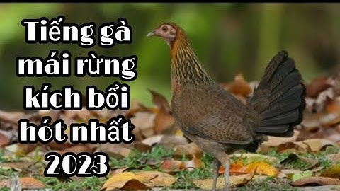 Tiếng gà mái rừng kêu kích bổi siêu nhạy mới nhất 2023. @TomTrangVlog