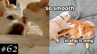 Best Of Cats Annoying Dogs 🐱🐶 | Cat and Dog Play Videos