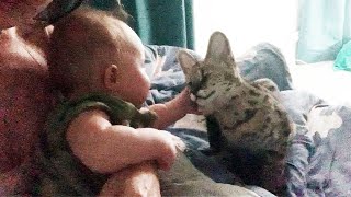 SERVAL CALMS THE CHILD