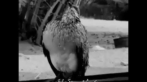 راحه نفسيه اللهم اجعل القرآن الكريم ربيع قلوبنا ونور صدورنا