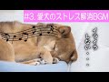 【犬のための音楽】#3 愛犬のストレスを解消する周波数のBGM 犬がおとなしくなる、犬が落ち着くように設計されている曲 愛犬の睡眠を助けるためのリラックスした音楽 イライラを抑える