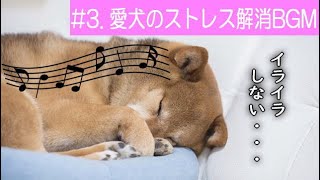 【犬のための音楽】#3 愛犬のストレスを解消する周波数のBGM　犬がおとなしくなる、犬が落ち着くように設計されている曲　愛犬の睡眠を助けるためのリラックスした音楽　イライラを抑える
