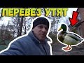 ✅Перевез утят // Жарим шашлык // Последние тёплые деньки... // Жизнь в деревне