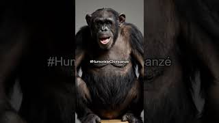 😂 Un chimpanzé humoriste raconte la blague culte : 'Qu’est-ce qui est jaune et qui attend ?' 🍌🐒