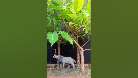ficus virens bonsai in Forest Style #shortvideo #shorts #short #bonsaitrees #ficusbonsai #bonsai