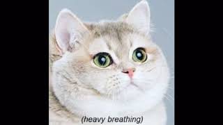 all my cat reaction pics