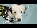 Workingdogs in water