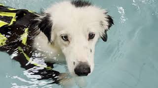 Workingdogs in water