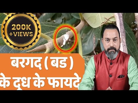 badh ke doodh ke fayde | बड दूध के फायदे | Ficus benghalensis | Banyan  | JadiButi Store