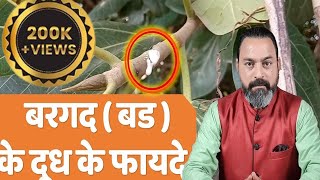 Badh Ke Doodh Ke Fayde बड दध क फयद Ficus Benghalensis Banyan Jadibuti Store