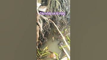 Câu nhấp cá rô sông @chuachactv