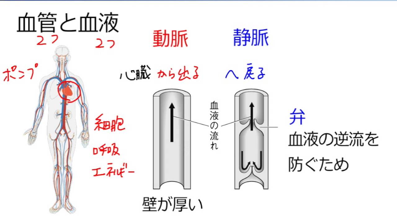 呼吸と血液 Ict教材eboard イーボード