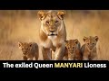 The exiled queen manyari a lioness rescues eight cubs from the harsh rule of the jungle
