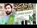 Monstera Thai Constellation: Su verdadero oriegn + cursiosidades y cuidados esnciales .