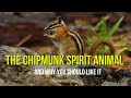 The Chipmunk Spirit Animal And Why You Should Like It