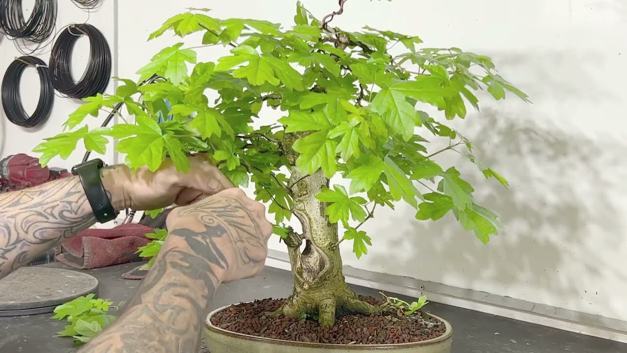 How Pruning Can Transform Your Field Maple Bonsai (May 2023)