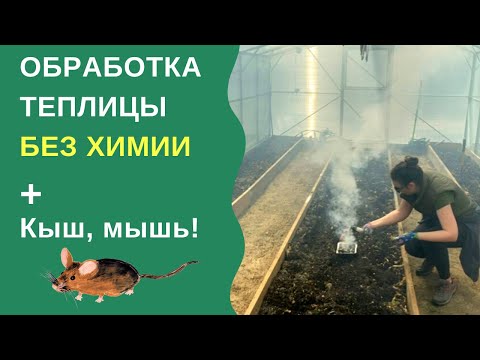 Видео: Тепличные грызуны – как избавиться от мышей в теплице