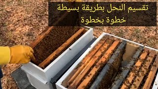 splits a beehive the easy way   تقسيم النحل بطريقه بسيطه من دون إيجاد الملكه