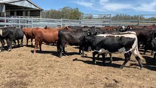 70 Paraway Past Co Burmah British Heifers Ptic