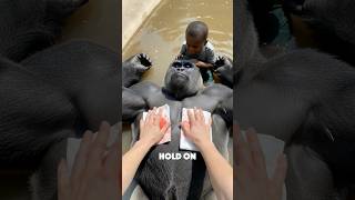 POV - Cincinnati Zoo, 2016 #harambe #memes #cincinnati #fyp #comedy
