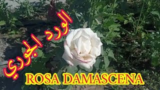 الإكثار والعناية بنبات الورد الجوري أو الوردة الدمشقية. ROSA DAMASCENA