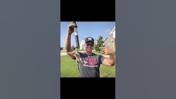 I can do this with my eyes closed! #lfg #fyp #pestcontrolservice #gophers #gopher #pestcontrol