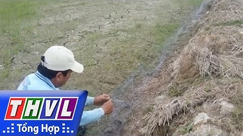 THVL | Người đưa tin 24G: An toàn mô hình bắt chuột phá hại lúa bằng lưới cá