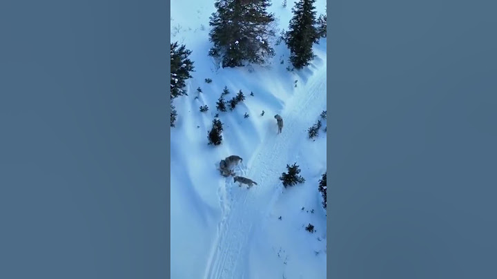 💥高原上的狼群踏雪而行 The wolf pack on the high plateau #animal 【跟着图尔去旅行】