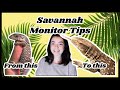 Savannah Monitor Care Tips (Raising a monitor lizard)