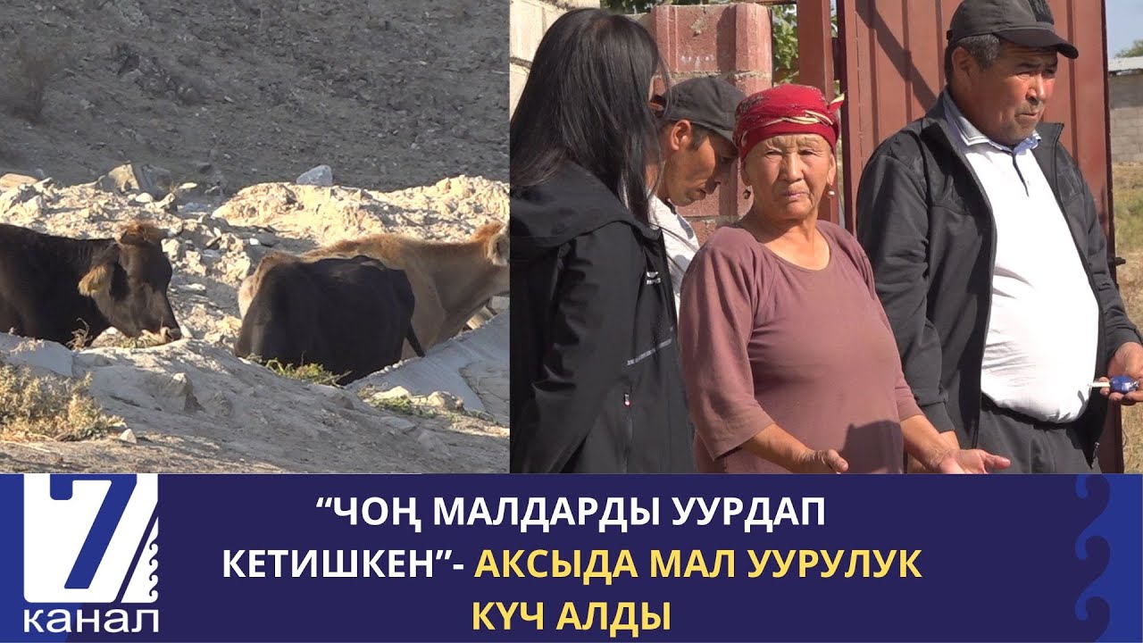 “ЧОҢ МАЛДАРДЫ УУРДАП КЕТИШКЕН”- АКСЫДА МАЛ УУРУЛУК КҮЧ АЛДЫ