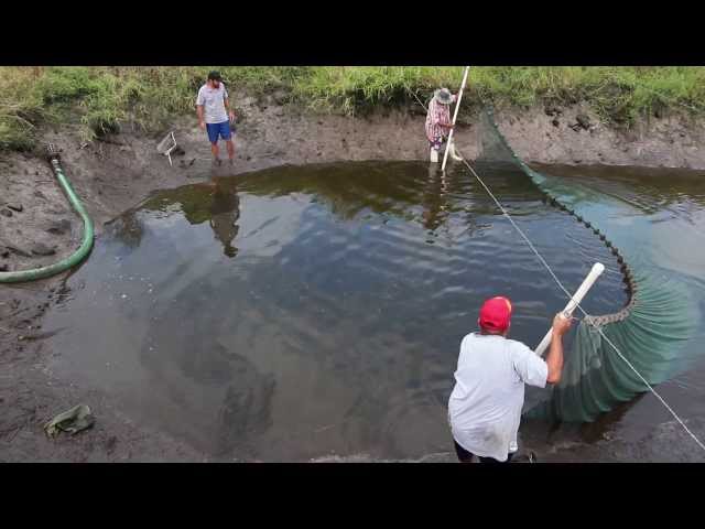 Seining in a koi pond @ Imperial Tropicals 