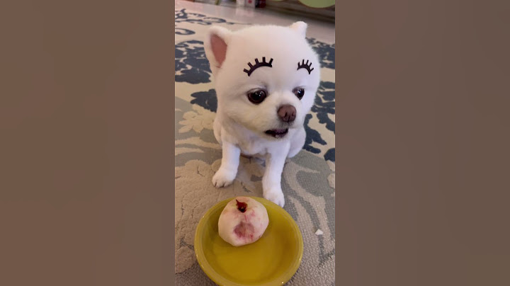 있었는데 없었습니다 #샤샤의하루 #귀여운강아지 #cutedog