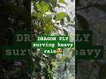 S24 ultra 100x zoom  real dragon fly taking shelter during rain shorts shortshortsfeed