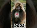 2023 monkey and 5000bce monkey viral trending youtube shortdeepak gaming toonz
