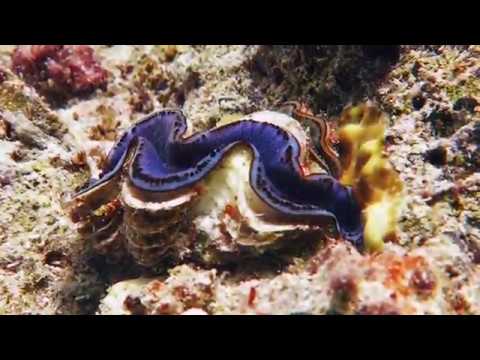 ras mohammed shark yolanda reef 19 04 2018 youtube