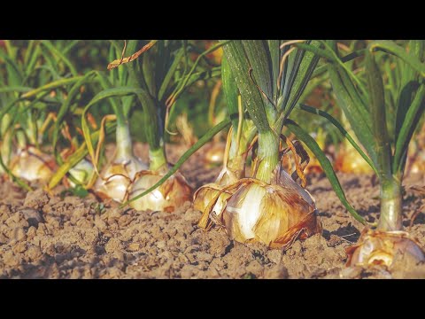 Video: Stolisnik ptarmica: sadnja, njega, vrste, sorte i preporuke za uzgoj