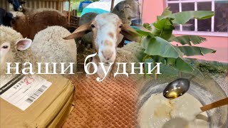 Адыгея/Сельская жизнь /Опять новичок/ Шарлотка с добавкой/ Органайзер для удобства/Отбивные на ужин/