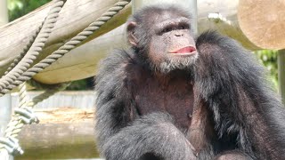 What happened to Gin? Gin in Chaos　Tama Zoo　Chimpanzee　202209