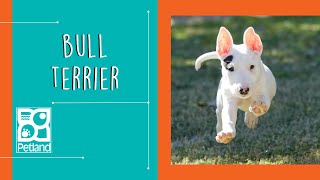 Bull Terrier Fun Facts