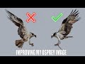 Will I Finally Capture the Osprey Shot I've Always Wanted… and This Time, In Focus?